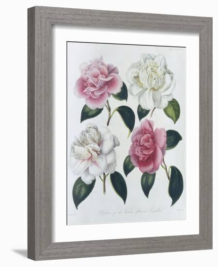 Blooms of Various Flowered Camellia-Augusta Withers-Framed Giclee Print