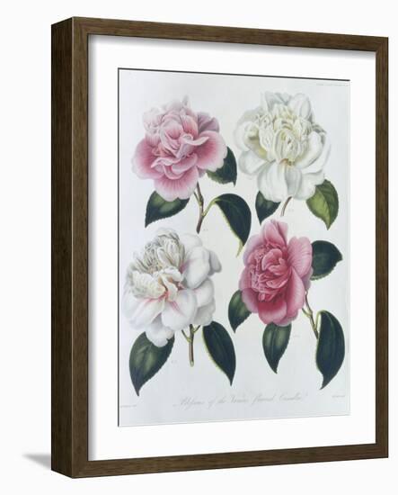 Blooms of Various Flowered Camellia-Augusta Withers-Framed Giclee Print