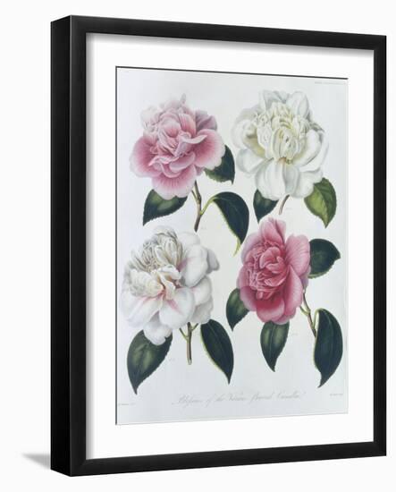 Blooms of Various Flowered Camellia-Augusta Withers-Framed Giclee Print