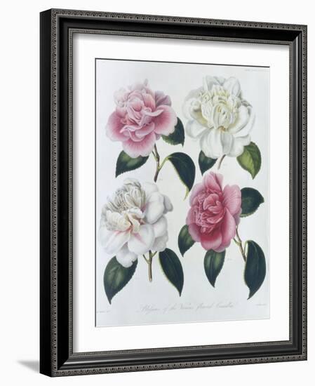 Blooms of Various Flowered Camellia-Augusta Withers-Framed Giclee Print