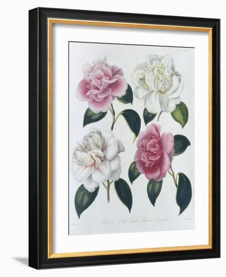 Blooms of Various Flowered Camellia-Augusta Withers-Framed Giclee Print