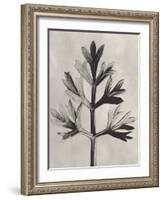 Blossfeldt Botanical I-Karl Blossfeldt-Framed Photographic Print
