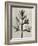 Blossfeldt Botanical I-Karl Blossfeldt-Framed Photographic Print