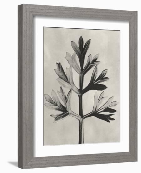 Blossfeldt Botanical I-Karl Blossfeldt-Framed Photographic Print