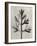 Blossfeldt Botanical I-Karl Blossfeldt-Framed Photographic Print