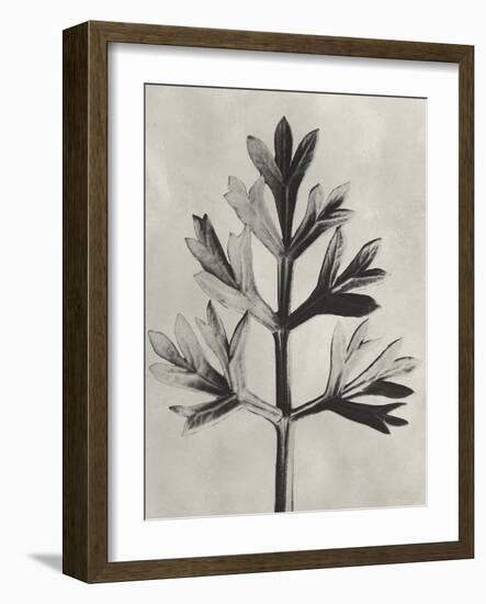 Blossfeldt Botanical I-Karl Blossfeldt-Framed Photographic Print