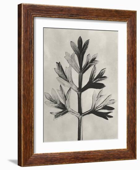 Blossfeldt Botanical I-Karl Blossfeldt-Framed Photographic Print