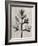 Blossfeldt Botanical I-Karl Blossfeldt-Framed Photographic Print