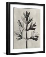 Blossfeldt Botanical I-Karl Blossfeldt-Framed Photographic Print