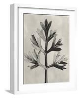 Blossfeldt Botanical I-Karl Blossfeldt-Framed Photographic Print