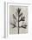 Blossfeldt Botanical I-Karl Blossfeldt-Framed Photographic Print