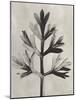 Blossfeldt Botanical I-Karl Blossfeldt-Mounted Photographic Print