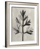 Blossfeldt Botanical I-Karl Blossfeldt-Framed Photographic Print