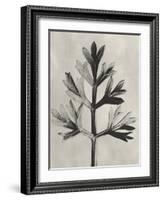 Blossfeldt Botanical I-Karl Blossfeldt-Framed Photographic Print