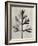 Blossfeldt Botanical I-Karl Blossfeldt-Framed Photographic Print