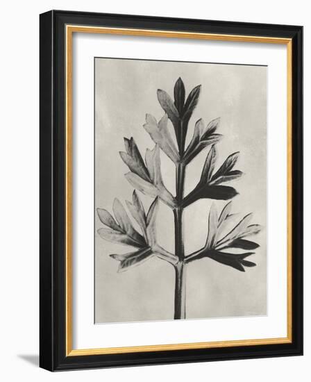 Blossfeldt Botanical I-Karl Blossfeldt-Framed Photographic Print