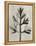 Blossfeldt Botanical I-Karl Blossfeldt-Framed Premier Image Canvas