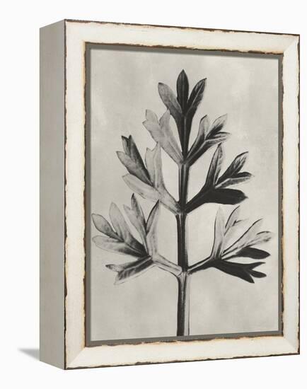 Blossfeldt Botanical I-Karl Blossfeldt-Framed Premier Image Canvas