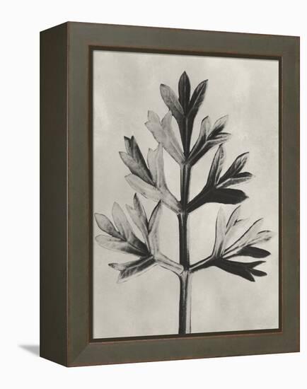 Blossfeldt Botanical I-Karl Blossfeldt-Framed Premier Image Canvas