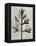 Blossfeldt Botanical I-Karl Blossfeldt-Framed Premier Image Canvas