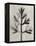 Blossfeldt Botanical I-Karl Blossfeldt-Framed Premier Image Canvas