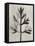 Blossfeldt Botanical I-Karl Blossfeldt-Framed Premier Image Canvas