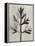 Blossfeldt Botanical I-Karl Blossfeldt-Framed Premier Image Canvas