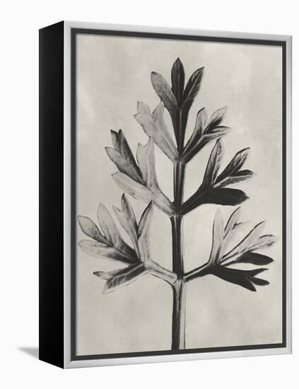 Blossfeldt Botanical I-Karl Blossfeldt-Framed Premier Image Canvas