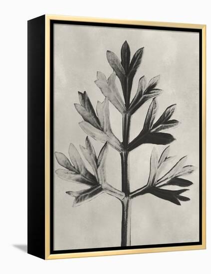 Blossfeldt Botanical I-Karl Blossfeldt-Framed Premier Image Canvas