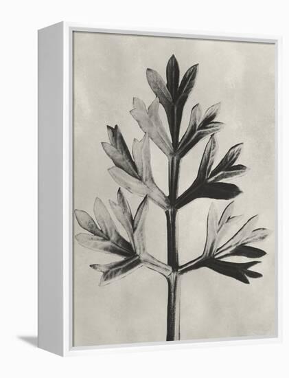 Blossfeldt Botanical I-Karl Blossfeldt-Framed Premier Image Canvas