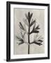 Blossfeldt Botanical I-Karl Blossfeldt-Framed Photographic Print