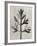 Blossfeldt Botanical I-Karl Blossfeldt-Framed Photographic Print