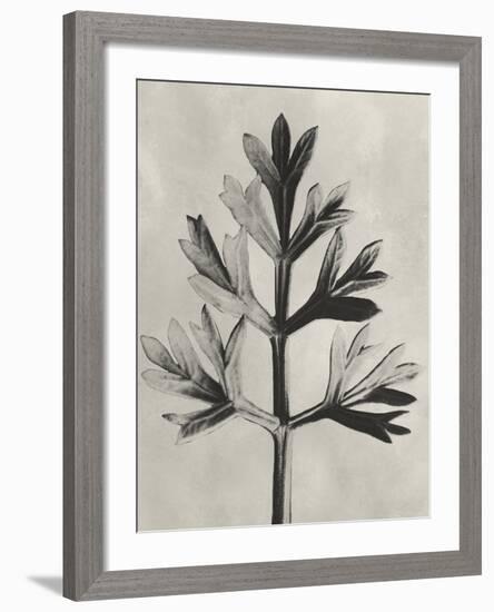 Blossfeldt Botanical I-Karl Blossfeldt-Framed Photographic Print