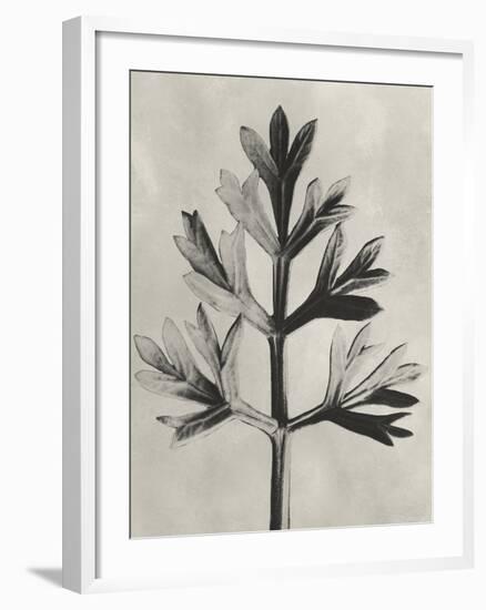 Blossfeldt Botanical I-Karl Blossfeldt-Framed Photographic Print