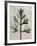 Blossfeldt Botanical I-Karl Blossfeldt-Framed Photographic Print
