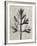 Blossfeldt Botanical I-Karl Blossfeldt-Framed Photographic Print