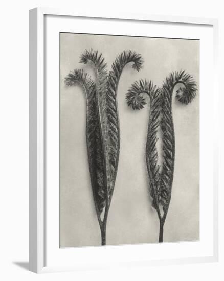 Blossfeldt Botanical II-Karl Blossfeldt-Framed Photographic Print