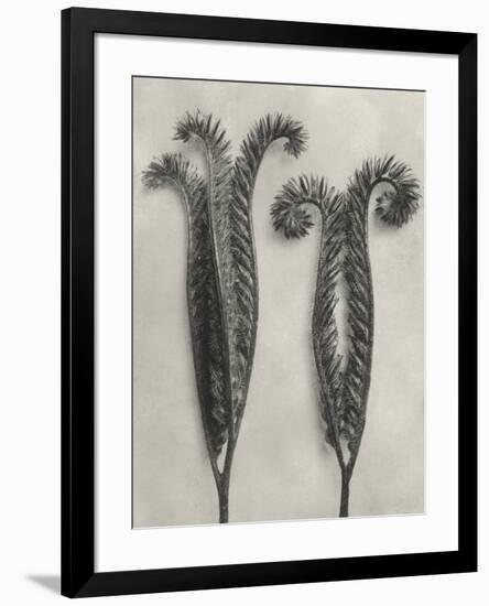 Blossfeldt Botanical II-Karl Blossfeldt-Framed Premium Photographic Print