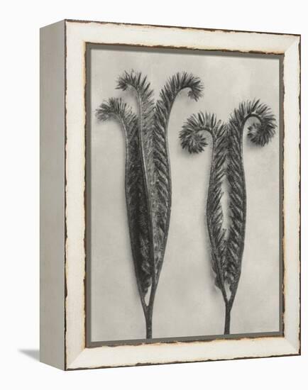 Blossfeldt Botanical II-Karl Blossfeldt-Framed Premier Image Canvas