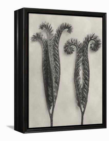 Blossfeldt Botanical II-Karl Blossfeldt-Framed Premier Image Canvas