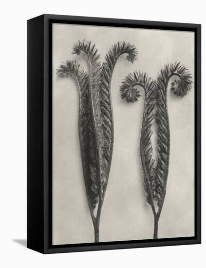 Blossfeldt Botanical II-Karl Blossfeldt-Framed Premier Image Canvas