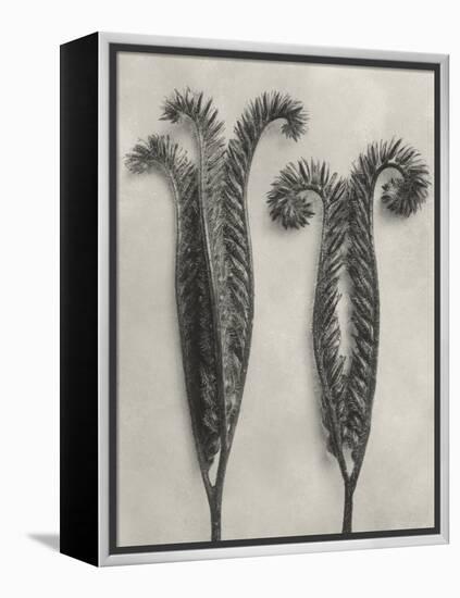 Blossfeldt Botanical II-Karl Blossfeldt-Framed Premier Image Canvas