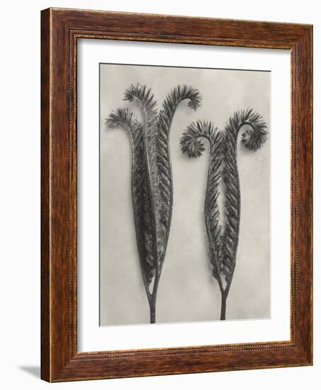 Blossfeldt Botanical II-Karl Blossfeldt-Framed Photographic Print