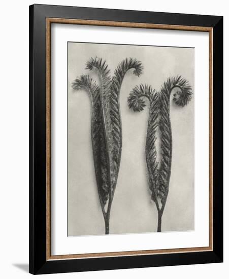 Blossfeldt Botanical II-Karl Blossfeldt-Framed Photographic Print