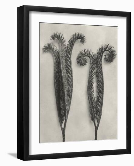 Blossfeldt Botanical II-Karl Blossfeldt-Framed Photographic Print