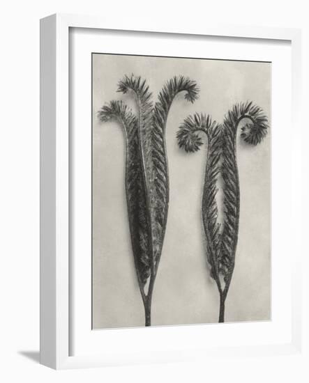 Blossfeldt Botanical II-Karl Blossfeldt-Framed Photographic Print