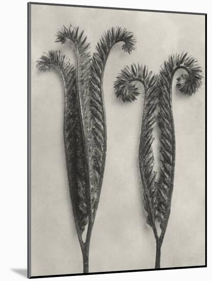 Blossfeldt Botanical II-Karl Blossfeldt-Mounted Photographic Print