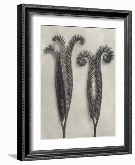 Blossfeldt Botanical II-Karl Blossfeldt-Framed Photographic Print