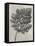 Blossfeldt Botanical III-Karl Blossfeldt-Framed Premier Image Canvas