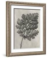 Blossfeldt Botanical III-Karl Blossfeldt-Framed Photographic Print